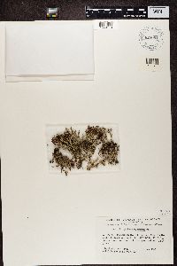 Cladonia multiformis image
