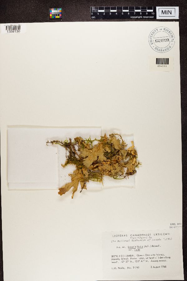 Lobaria linita var. linita image