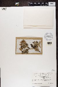Cladonia multiformis image