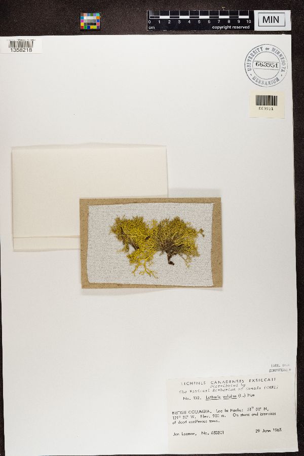 Letharia vulpina image