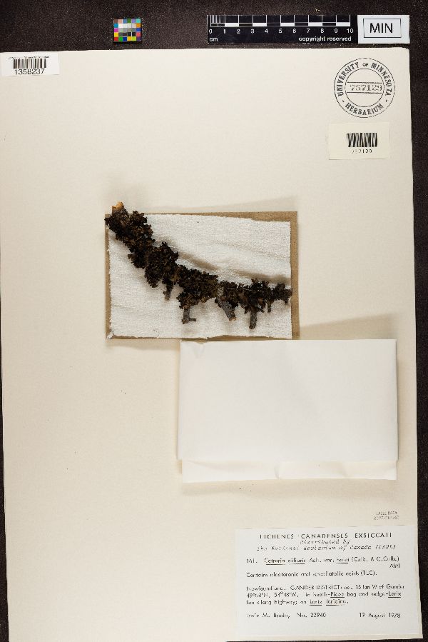Cetraria ciliaris var. halei image