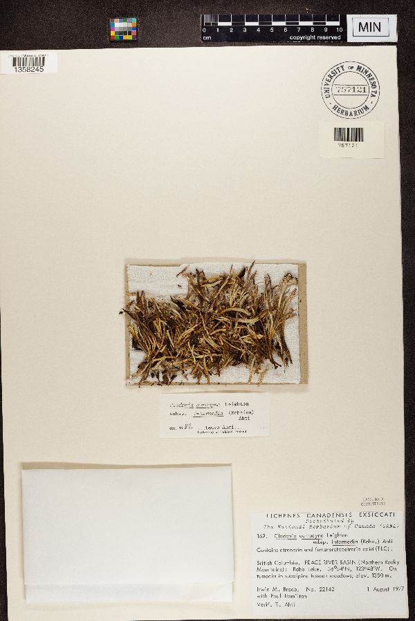 Cladonia ecmocyna subsp. intermedia image