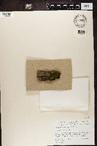 Lecania cyrtellina image