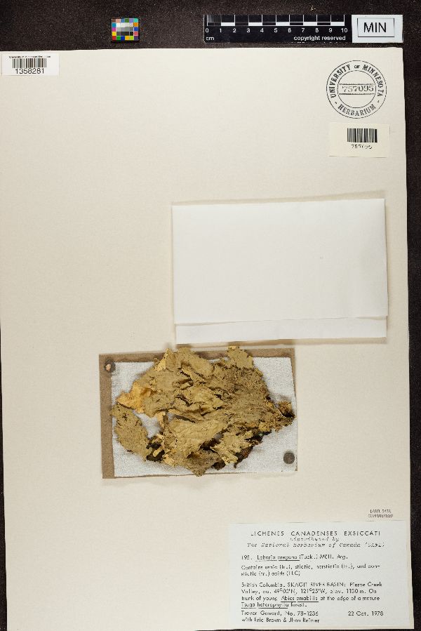 Lobaria oregana image