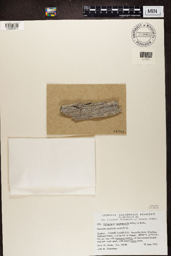 Xylographa opegraphella image