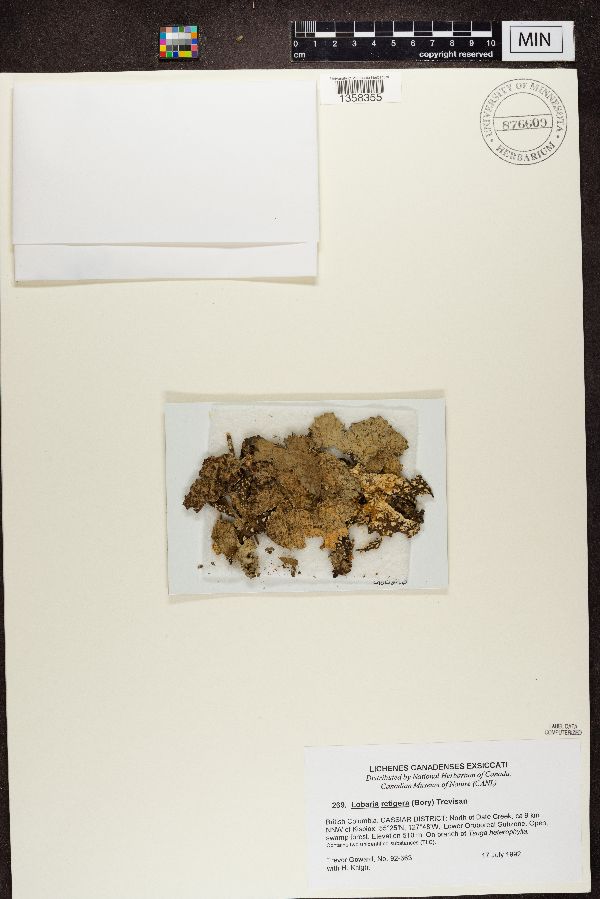 Lobaria retigera image