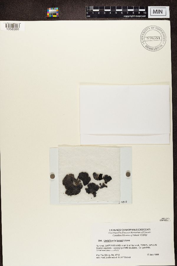 Umbilicaria lyngei image