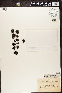 Gyrophora hyperborea image
