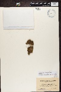 Trapeliopsis viridescens image