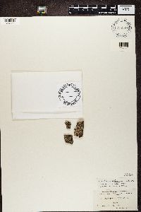 Buellia disciformis image