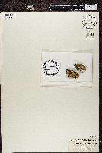 Lecidea albocoerulescens image