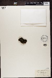 Collema nigrescens image