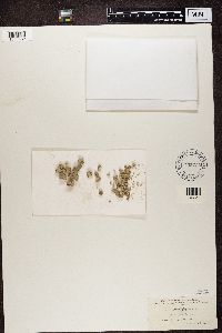 Protoparmeliopsis pinguis image