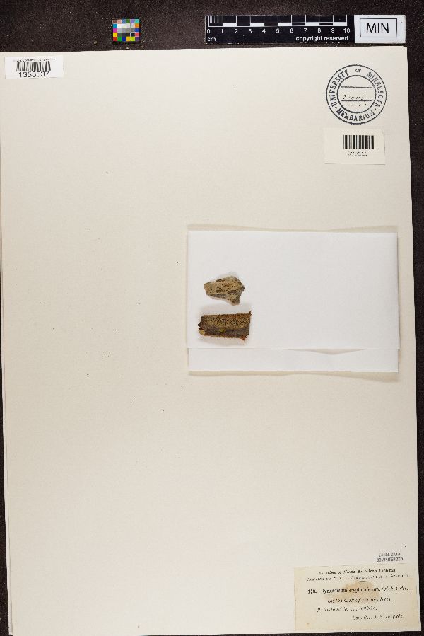 Gyrostomum scyphuliferum image