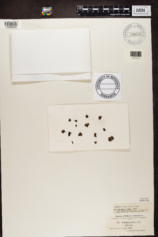 Umbilicaria phaea image