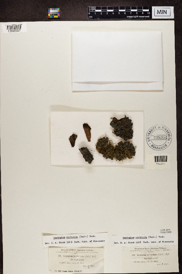 Leptogium pulchellum image