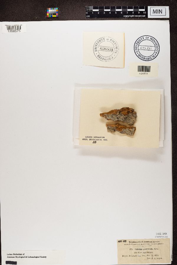 Calicium quercinum image
