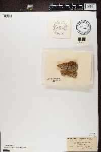 Image of Calicium quercinum