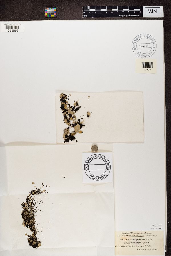 Umbilicaria spodochroa image