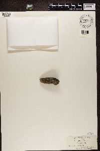 Lecidea tessellina image