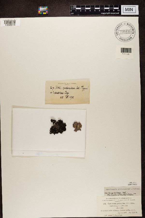 Umbilicaria proboscidea image