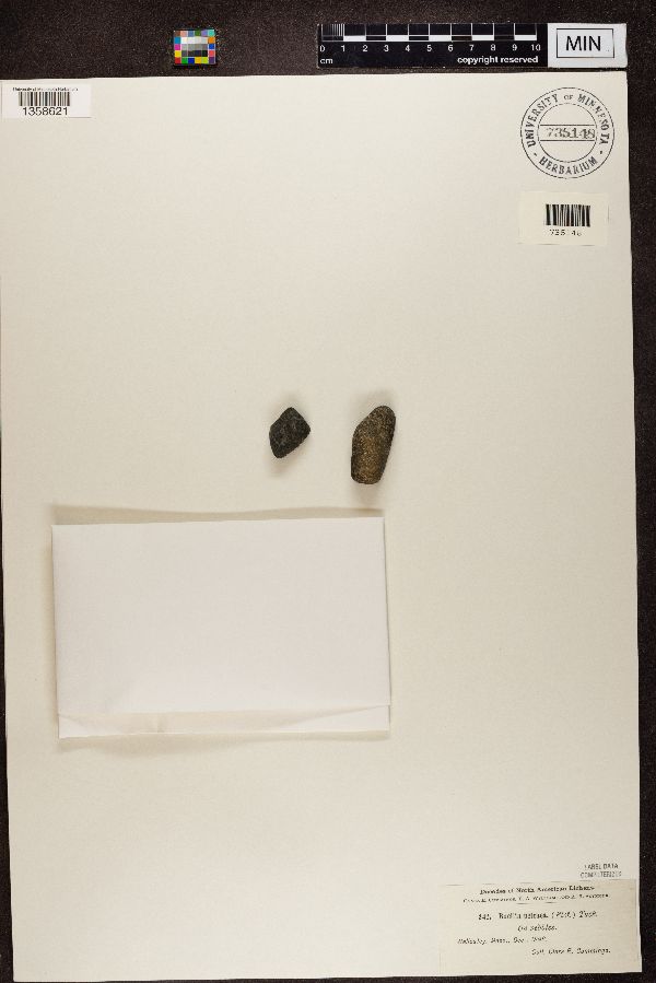 Rhizocarpon petraeum image