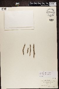 Lecanactis californica image