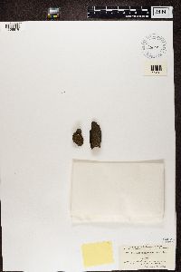 Placodium cinnabarinum image