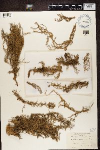 Lobaria pulmonaria image