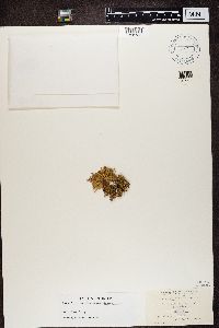 Ramalina calicaris image