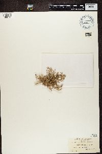 Evernia furfuracea image
