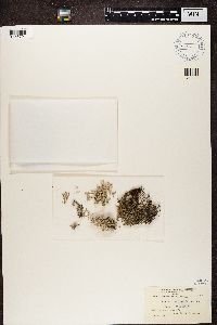 Cladonia rangiferina image