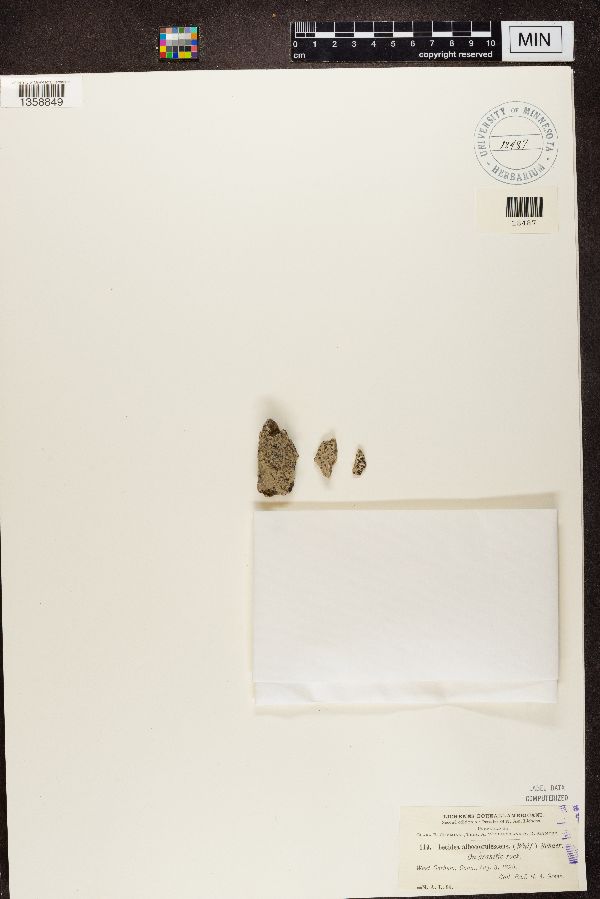 Lecidea albocoerulescens image