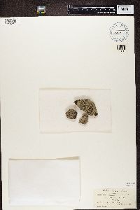 Lecidea tessellina image