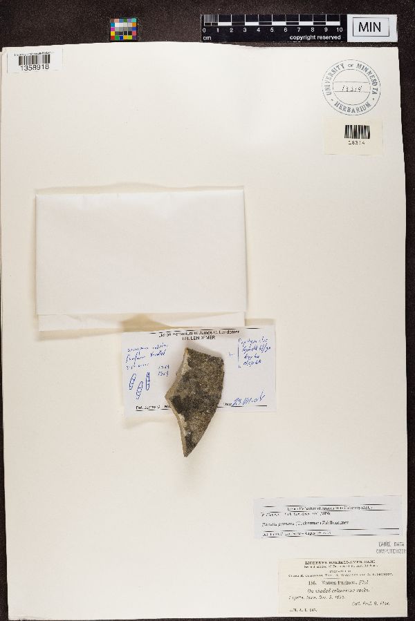 Bacidia trachona image