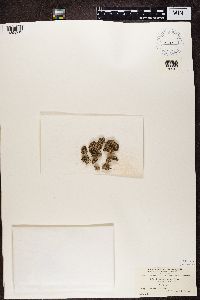 Cladonia mitrula image