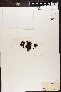 Collema ryssoleum image