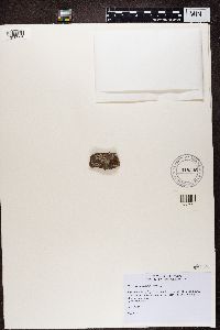 Lepraria elobata image