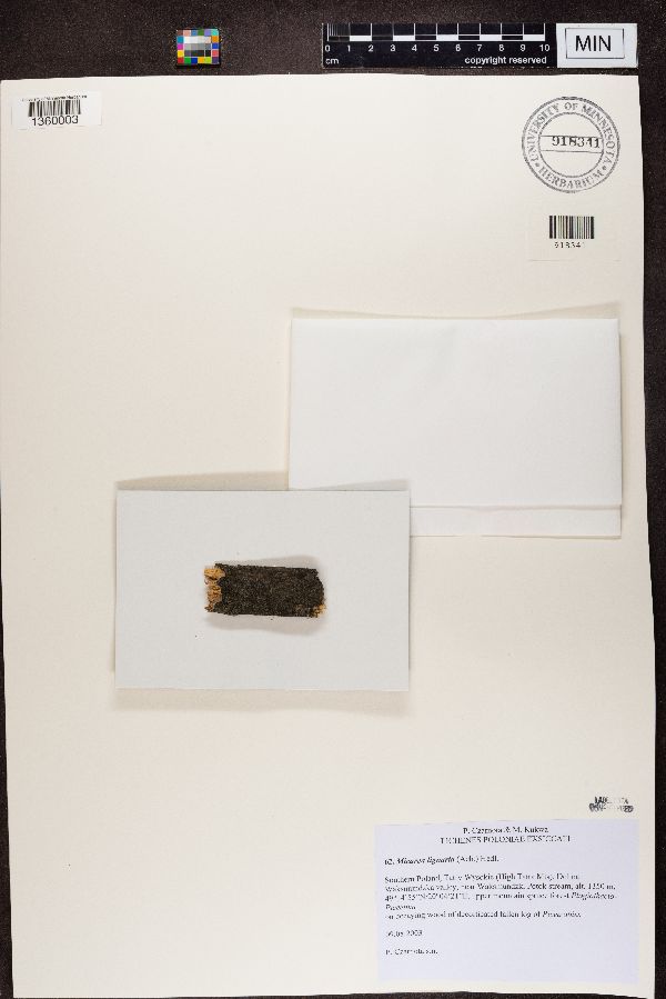 Micarea lignaria image