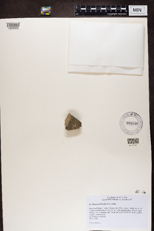 Micarea lithinella image