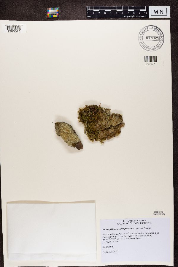 Trapeliopsis pseudogranulosa image