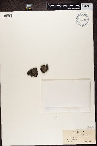 Gyrophora proboscidea image