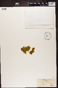 Xanthoria lychnea image
