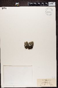 Image of Cladonia implexa