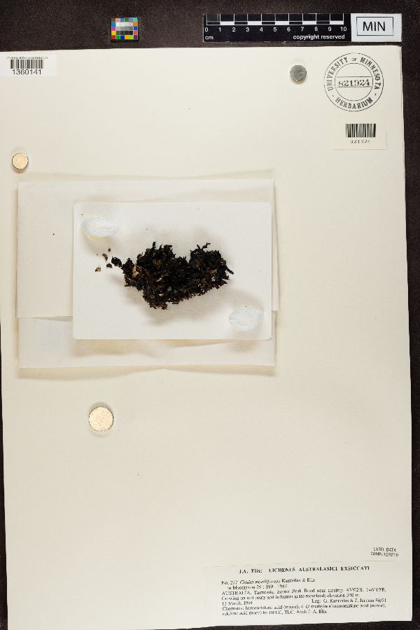 Cladia moniliformis image