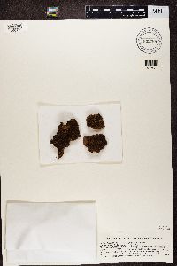 Psora crystallifera image