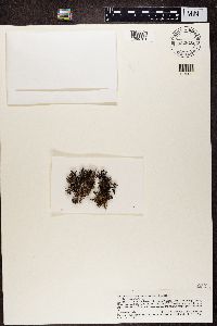 Cetraria australiensis image