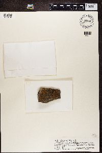 Lecidea lygomma image