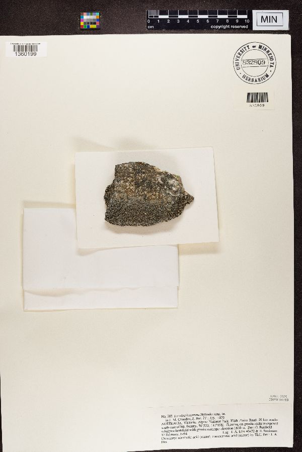 Lecidea lygomma image