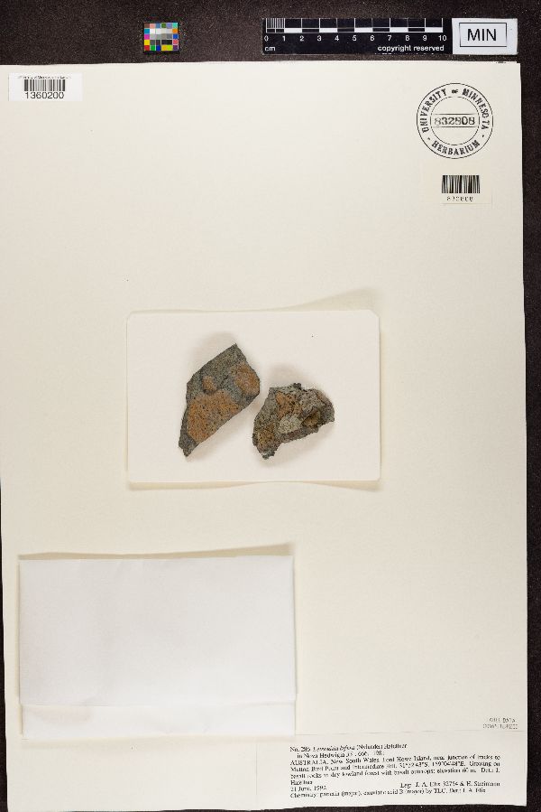 Letrouitia bifera image